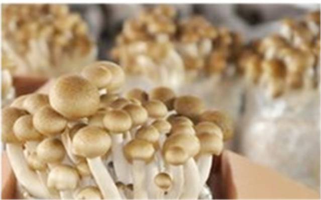 HVAC Richiesto nella Coltivazione di Funghi -Shanghai Fungus Plant