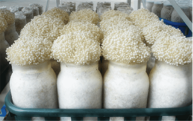 Champignonteeltkoeler voor HVAC-oplossing voor schimmelplanten