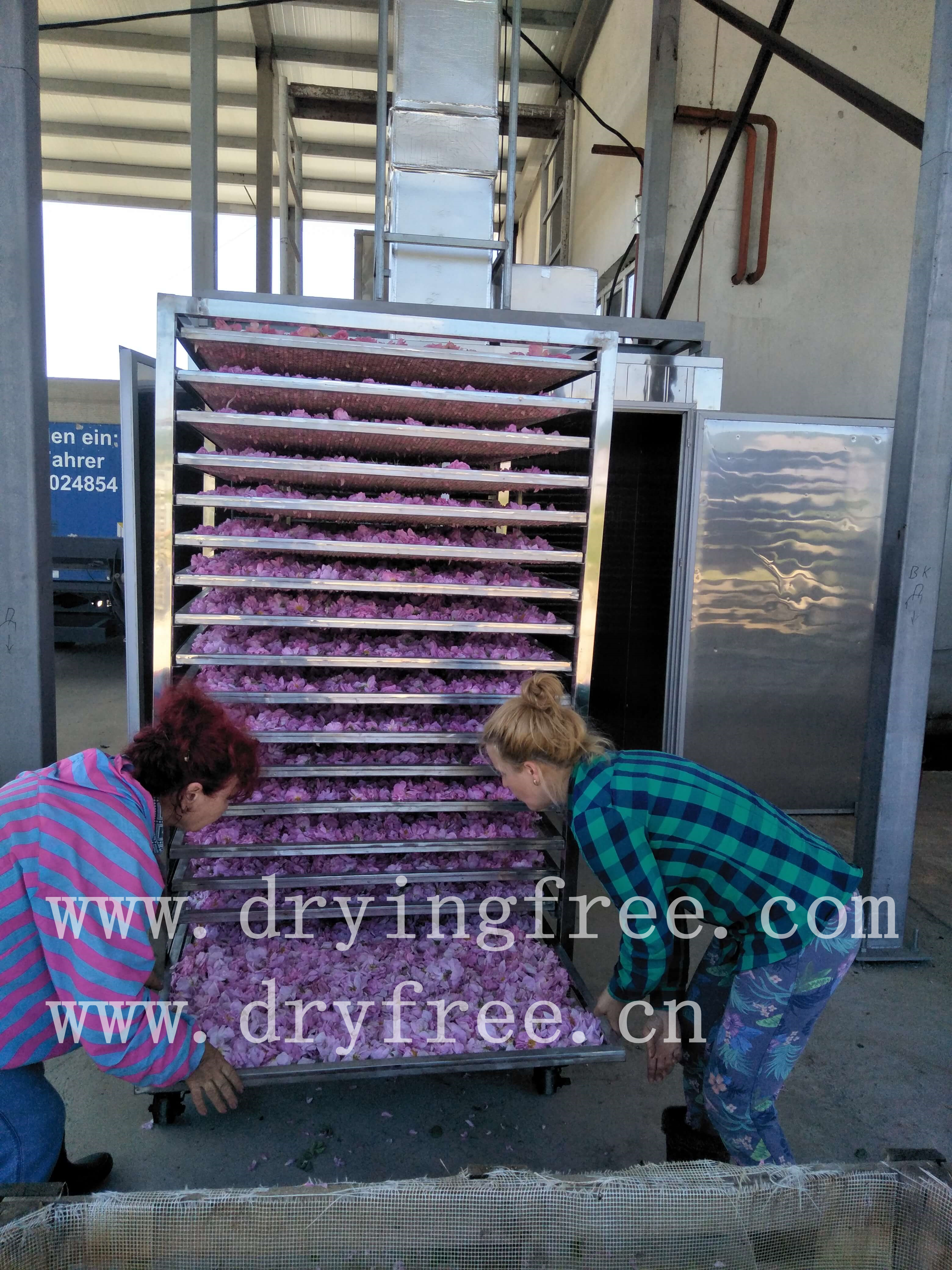 DRYFREE Drying process for rose-drying