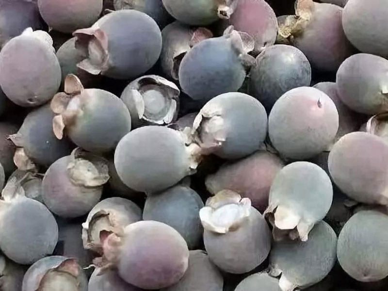 The drying process of rhodomyrtus tomentosa