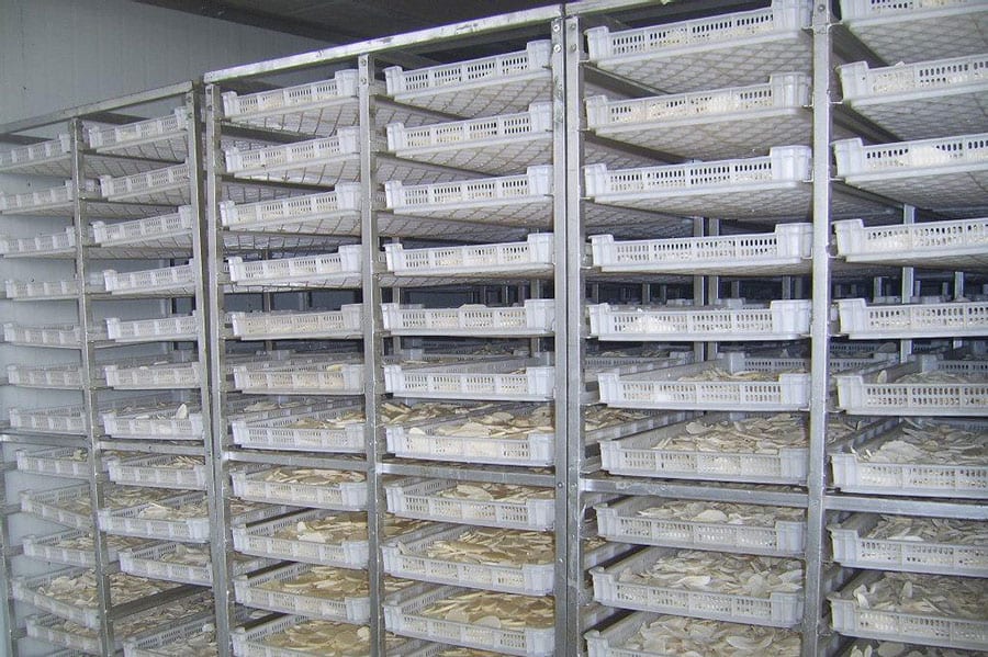 Analysis of vegetable drying and processing and the use of vegetable Dryer