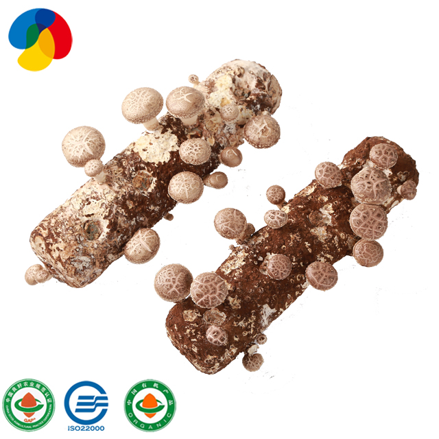 New Fashion Design for Edible Fungi Healthy Dried Shiitake Mushroom - Factory Price 2-5cm Grade I Herbal Plant Shitake Dried Shiitake Mushroom – Qihe