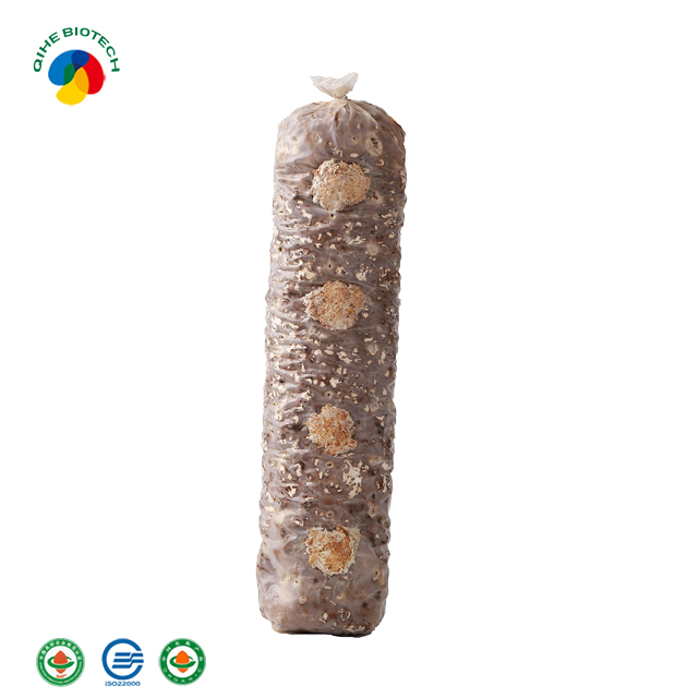 Good Quality Pleurotus Mushroom - High Quality ISO Certificated Organic Shiitake Mushroom Spawn – Qihe
