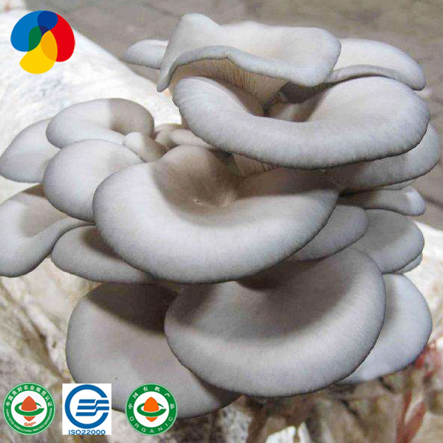 Qihe Cultivated High Quality Oyster Mushroom Spawn Bags