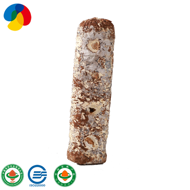 Factory supplied Iso22000 Certificated - Natural Organic Sawdust Mushroom Spawn easy cultivate shiitake – Qihe