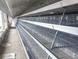 Philippines poultry layer house layer cages equipment poultry feeders drinkers equipment