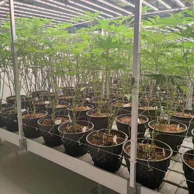 USA Indoor Grow Room Planting