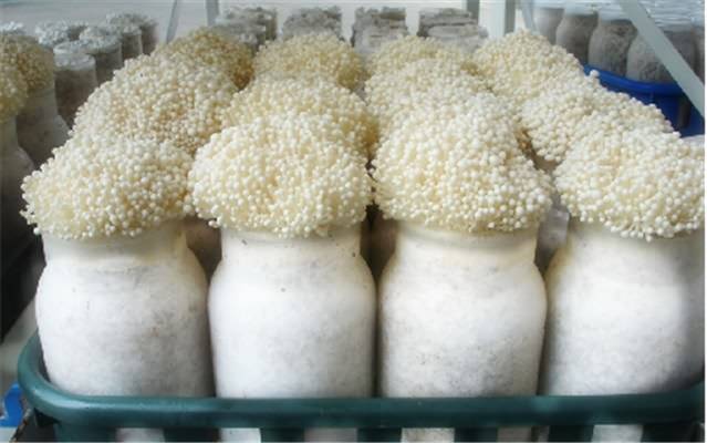 Dongguan na-eto eto HVAC Sistemu Mushroom Project