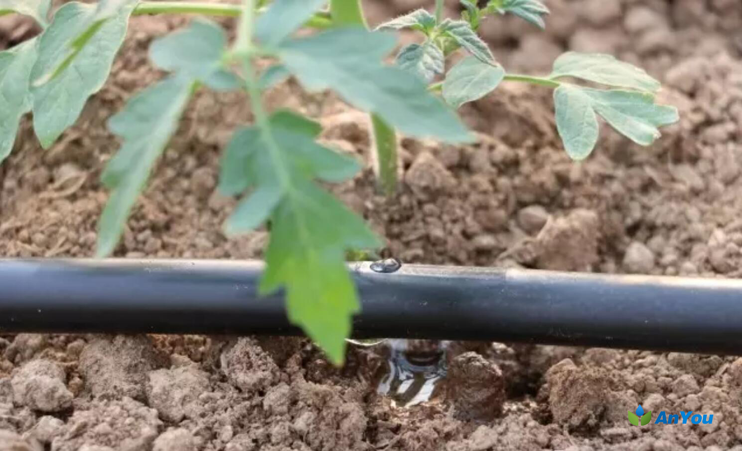 Drip irrigation kit for tomato greenhouse 80m*8m