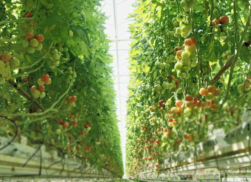 These Dutch tomatoes can teach the world about sustainable agriculture