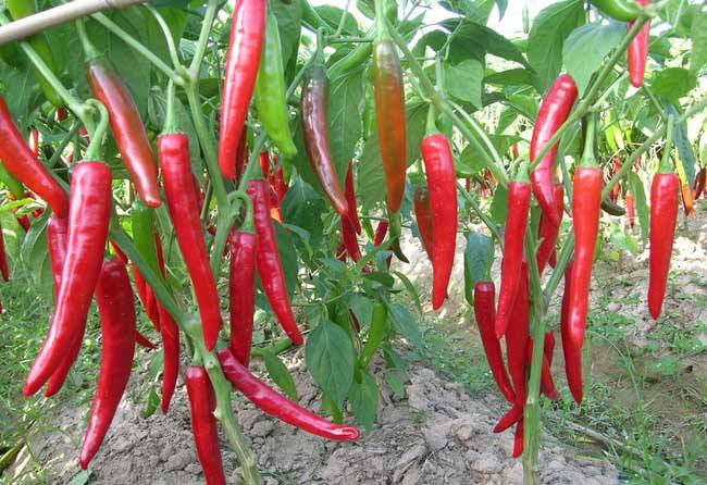 Water and fertilizer integration, peppers increased production by 20%