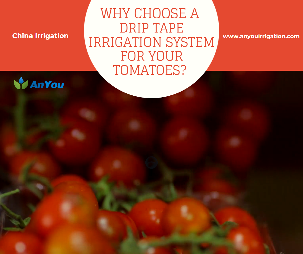Why choose a drip tape irrigation system for your tomotoes?