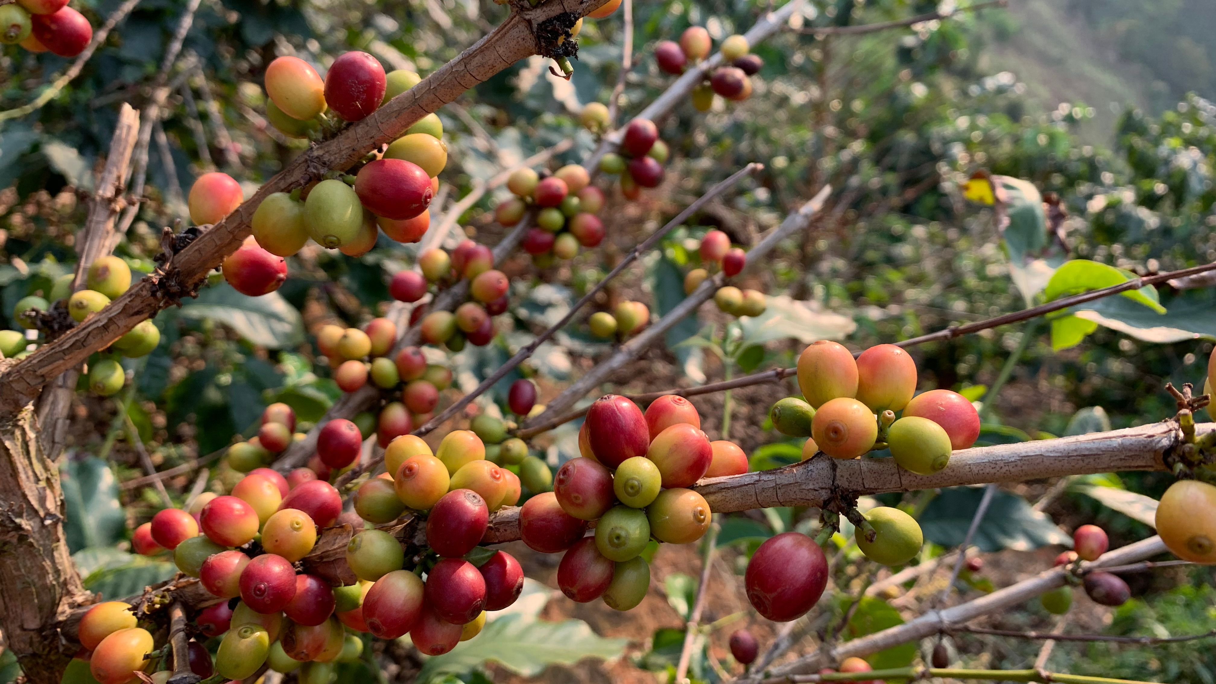 Use of rain gun for coffee plantations