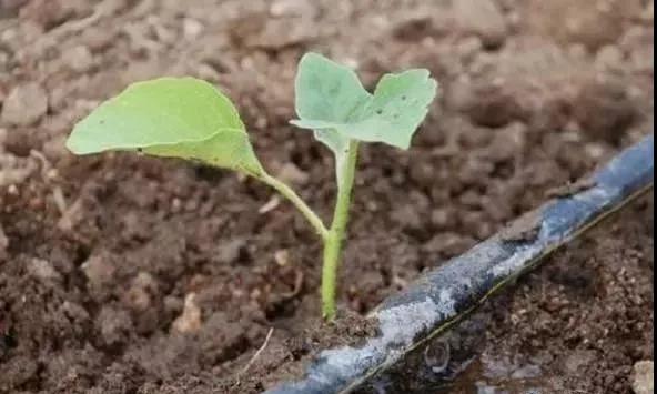Have you ever had these 8 problems of drip irrigation?