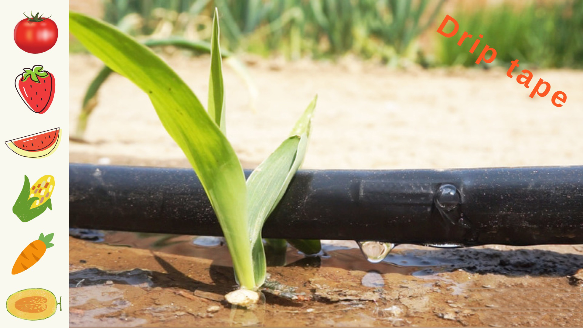 Main Ways of Agricultural Water Use
