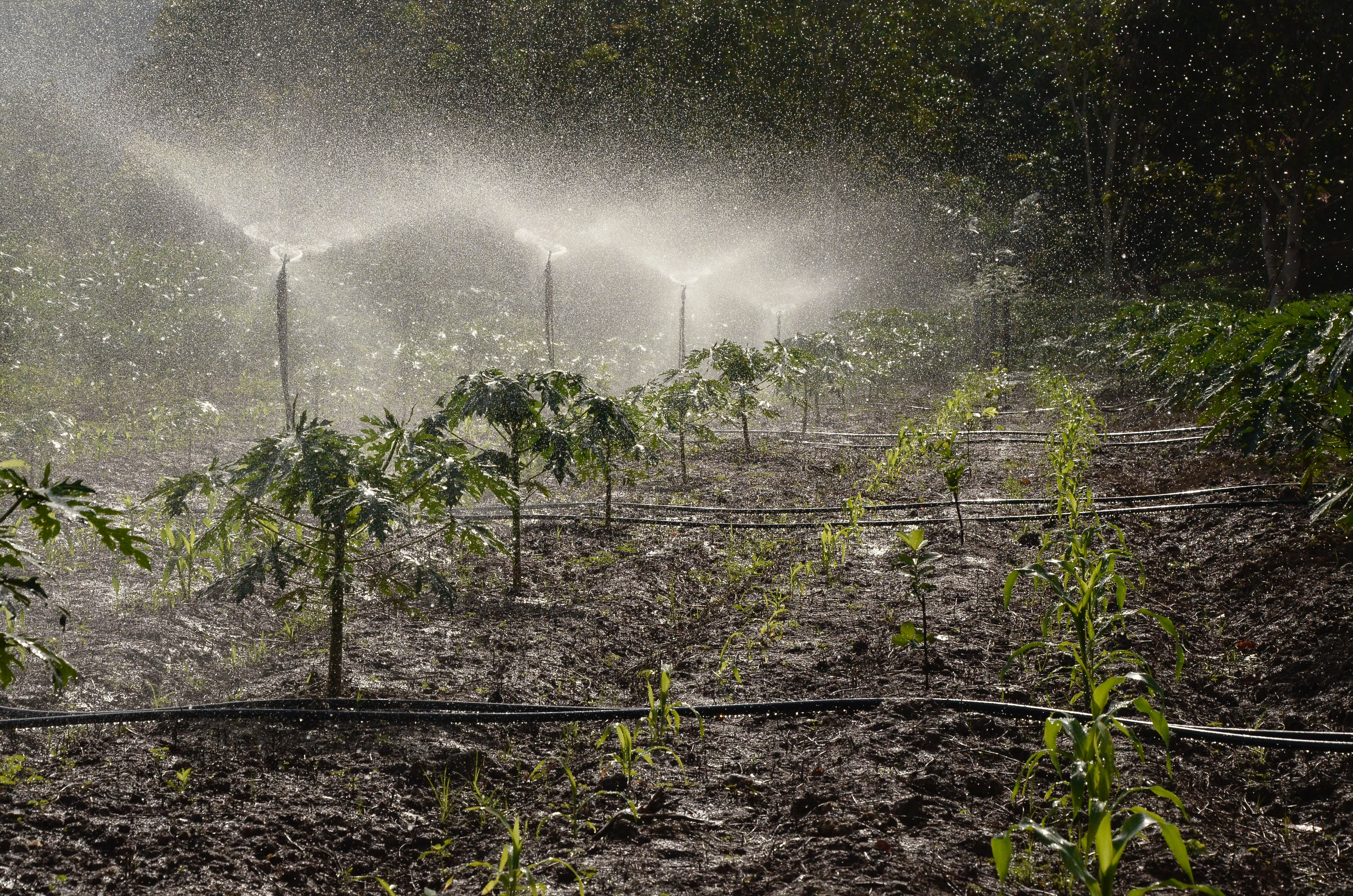 Design, Selection and Arrangement of Sprinkler Irrigation System
