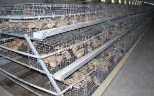 A Frame Automatic Pullet Cage