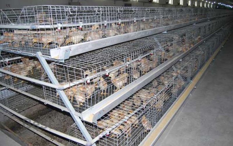 A Frame Automatic Pullet Cage Featured Image