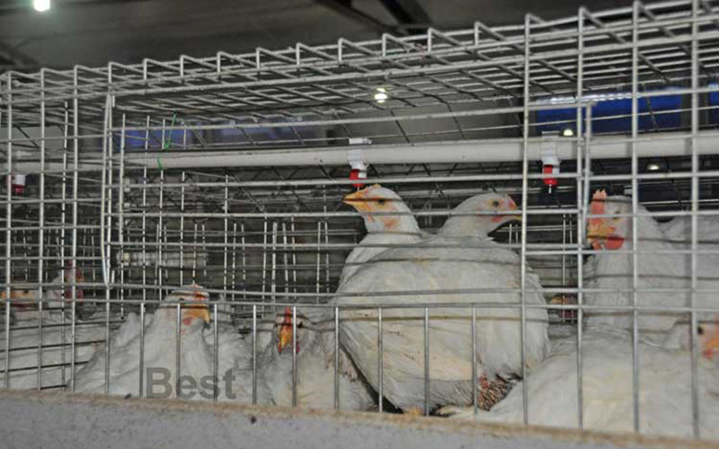 A Frame Automatic Broiler Cage Featured Image