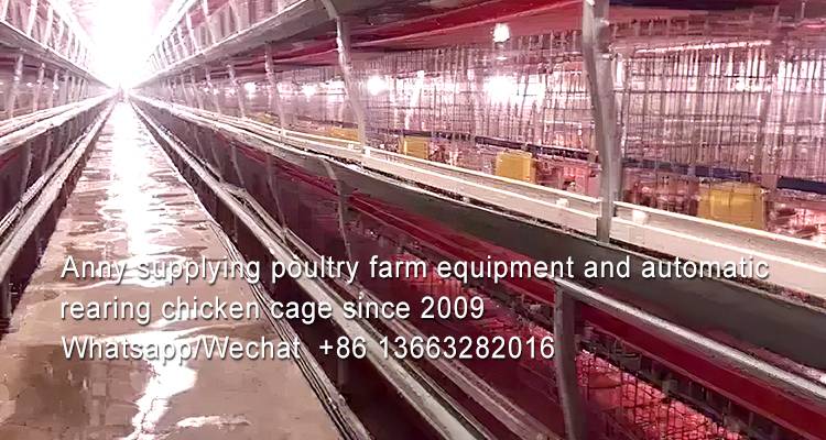 What are the benefits of raising chick in battery cages in Nigeria