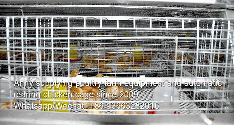 How to realize the modernization of poultry breeding with chicken cage in poultry farm