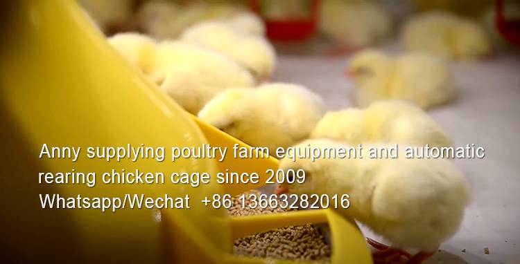 Where in Nigeria can I buy chicks suitable for battery cages system