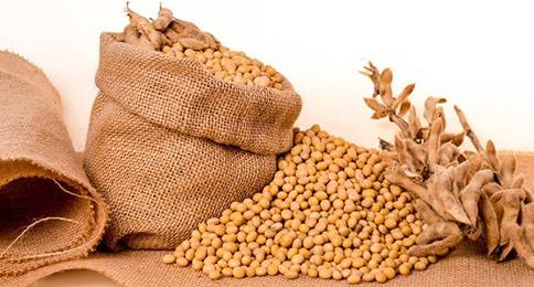 What is Soy Protein & Benefits?