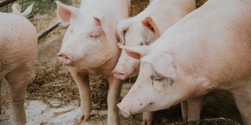 How to deal with the outbreak of African swine fever?