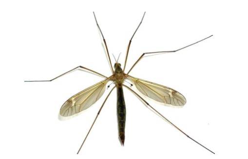 Eliminacja much i komarów