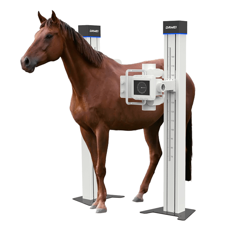 Performing a DR scan on a horse