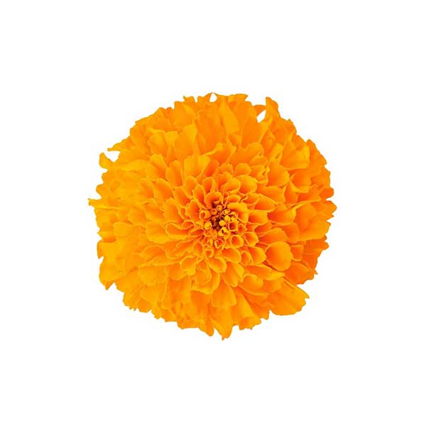 Chinese wholesale Marigold Flower Extract Lutein -
 Lutein – Golden Everbest