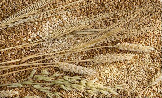 1-wheat-grains1
