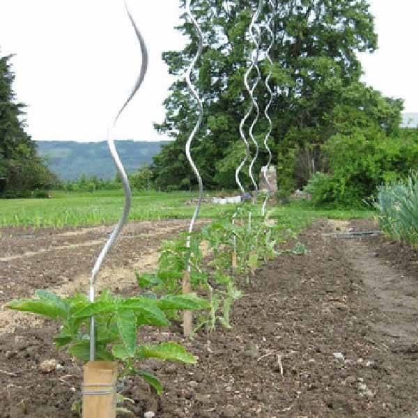 0_Factory-grape-plant-growing-vegetable-support-spiral.jpg_350x350