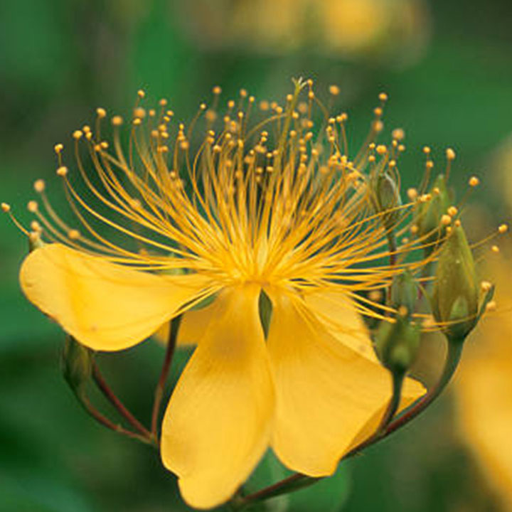 St Johns Wort luthathe Image Feature