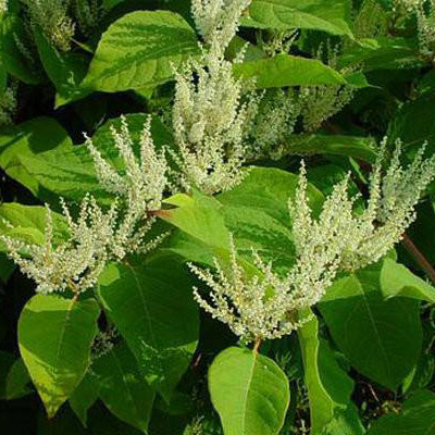 Giant Knotweed a
