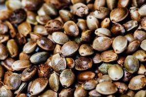 Cannabis seed protein powder