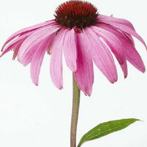 What Is Echinacea Extract Good For? Why Is Echinacea Good For The Immune System?