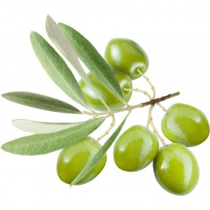 Extracte de fulla d'olivera