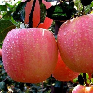 Εκχύλισμα μήλου