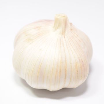 Garlic Extract Featured Image