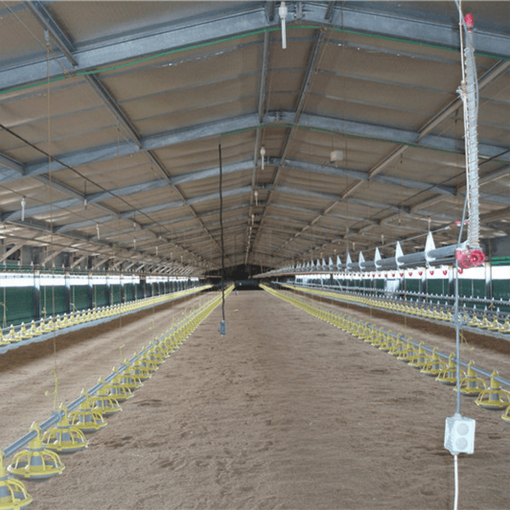 Poultry Shed Chicken Farm Building House Featured Image