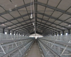 Complete Controlled Poultry Shed Farm building prefabricated housing steel structure Chicken House for sale