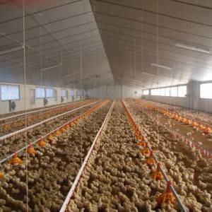Layer Egg Chicken Cage/poultry Farm House Design