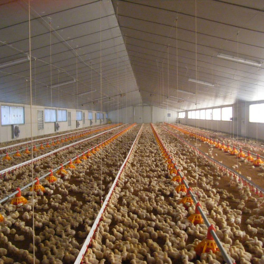 egg poultry farm