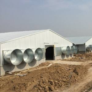 low cost steel chicken house construction poultry shed building