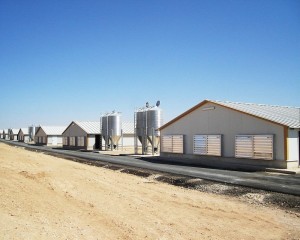 Complete Controlled Poultry Shed Farm building prefabricated housing steel structure Chicken House for sale