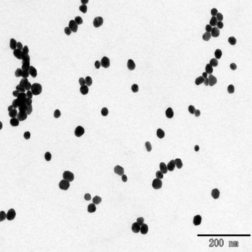 Pure nano gold Colloidal dispersions as a marker in biological system