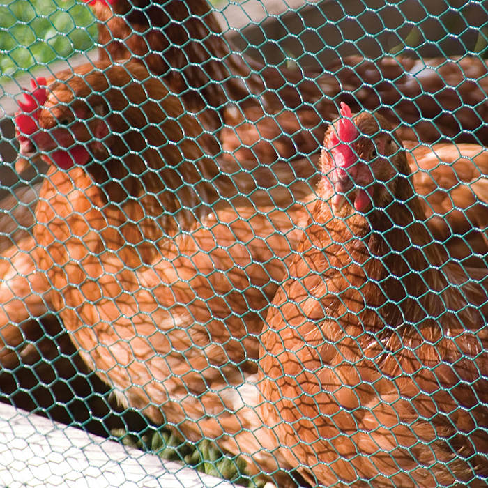 PVC დაფარული Chicken Wire