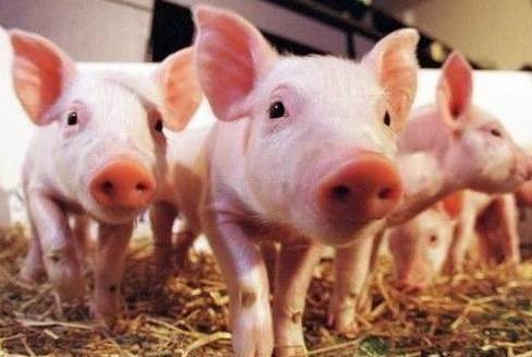 Calculation method of dosage of drinking water in pig farm