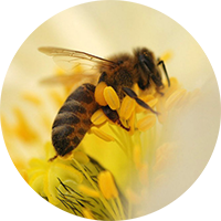 berhemên Bee